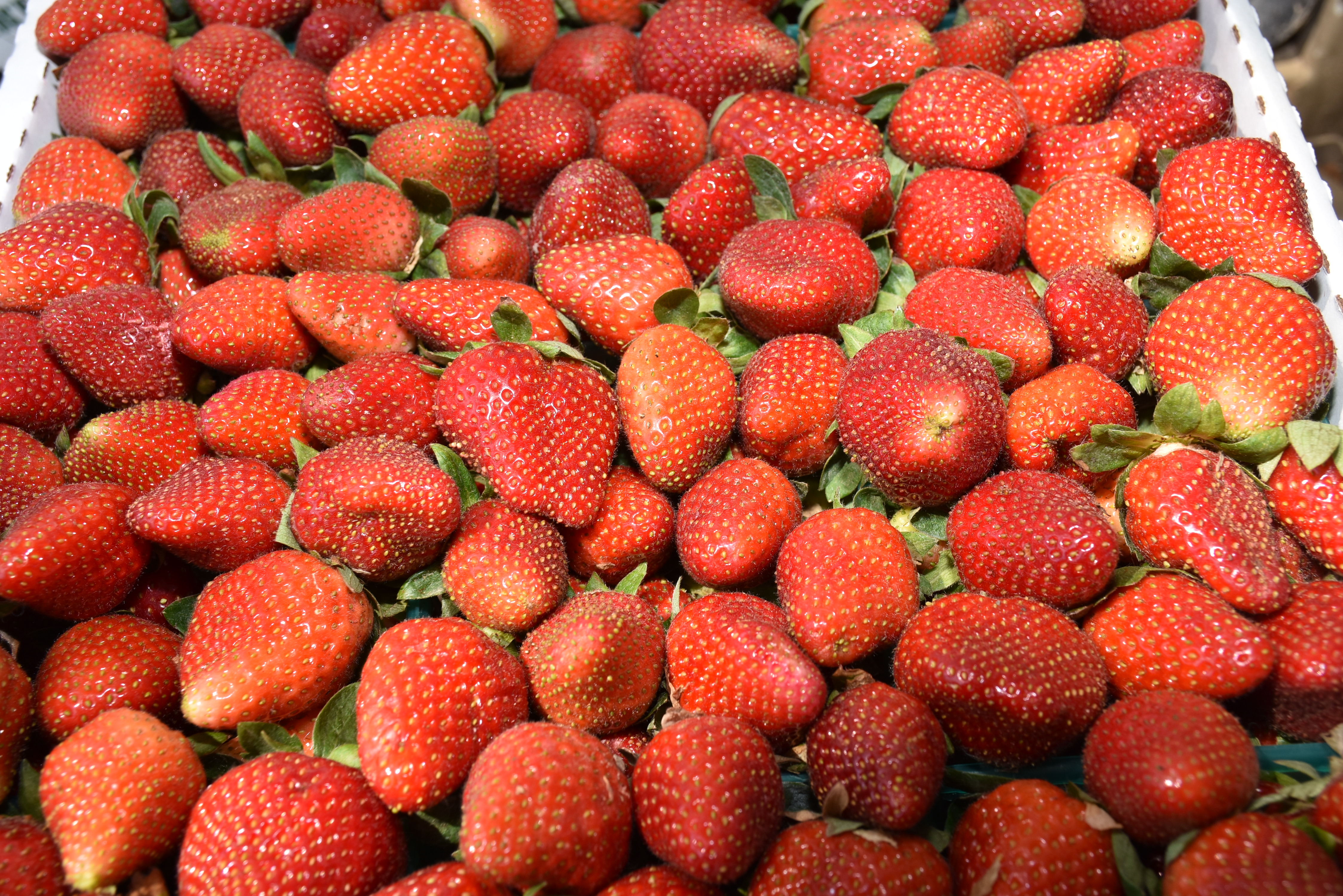 African delegation hears about strawberry production, harvest, storage 